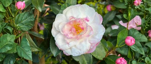 Camellia sasanqua: la Camelia che fiorisce in Inverno❄️