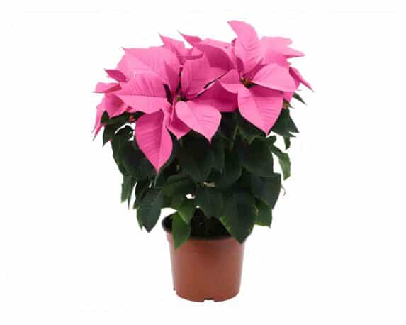 Poinsettia Stella di Natale Colore Speciale Mix V12