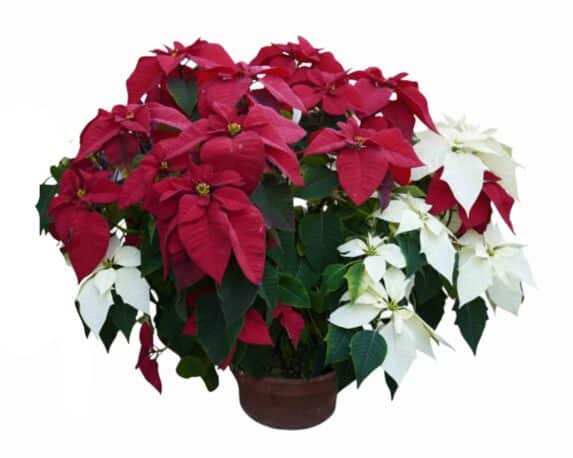 Poinsettia Stella di Natale Ciotola V32