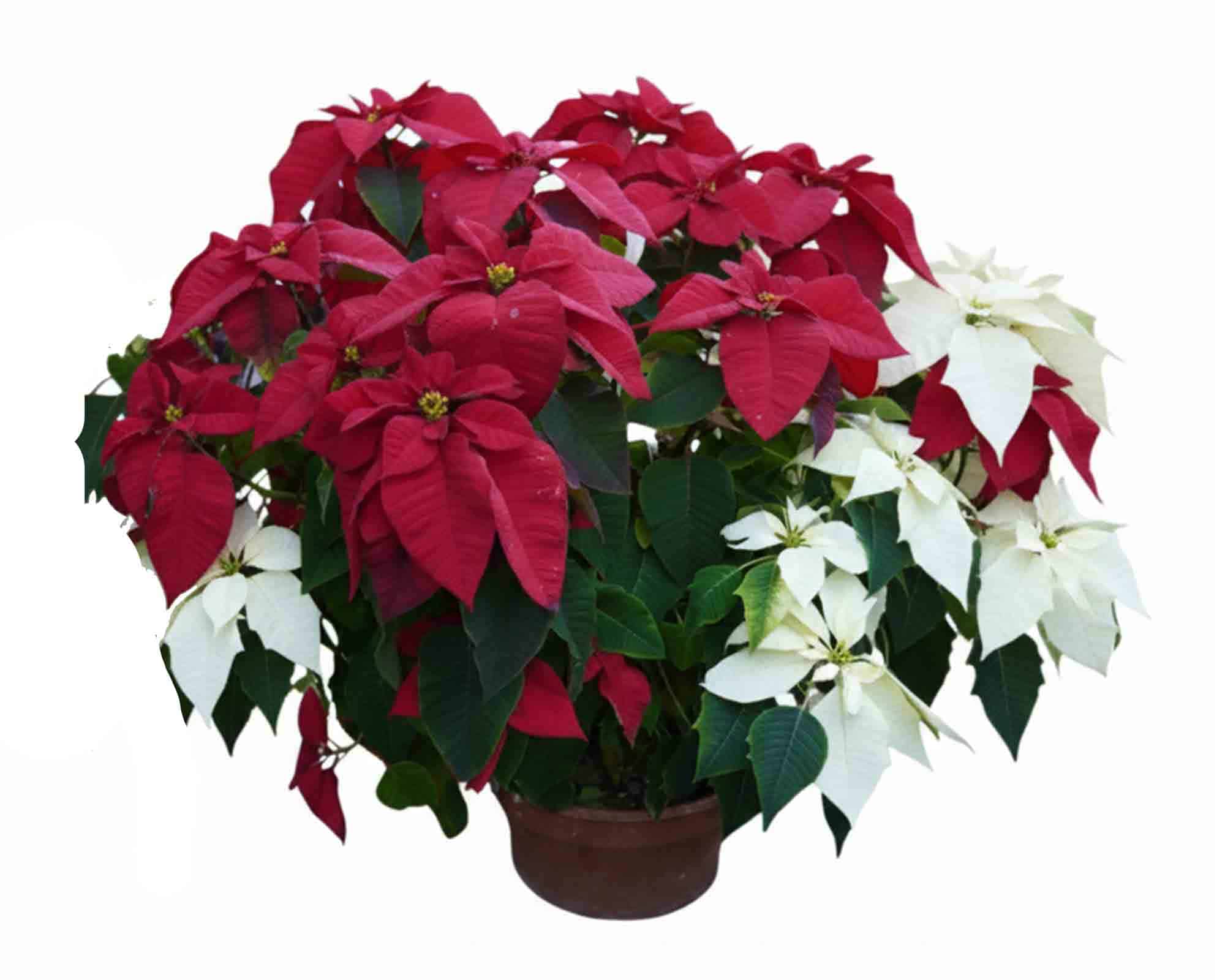 Poinsettia Stella di Natale Ciotola V32