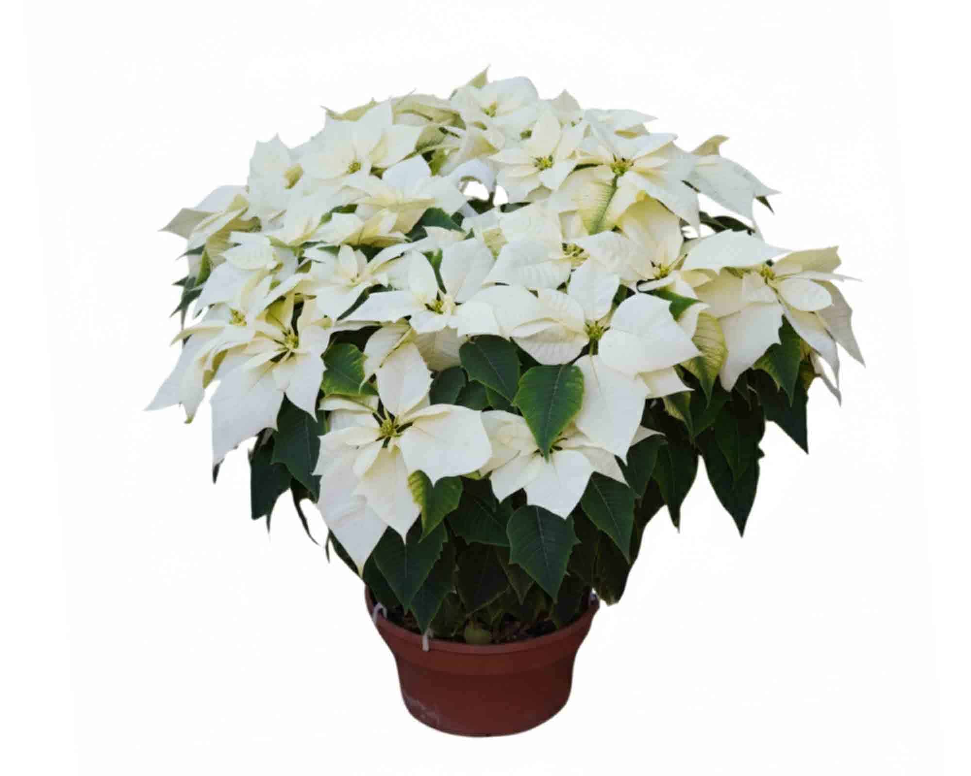 Poinsettia Stella di Natale Ciotola V32 - immagine 2