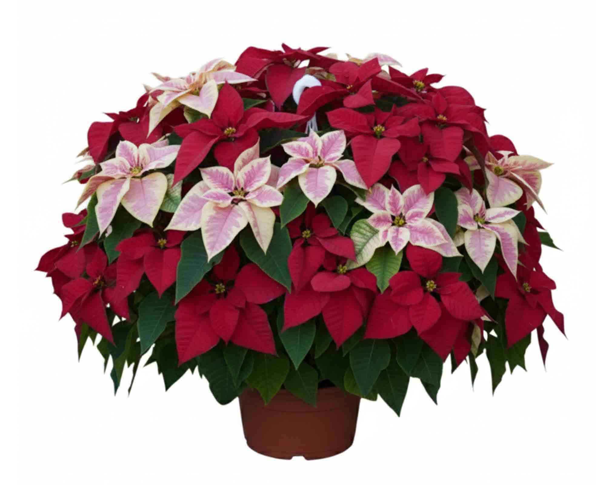 Poinsettia Stella di Natale Ciotola V32 - immagine 3