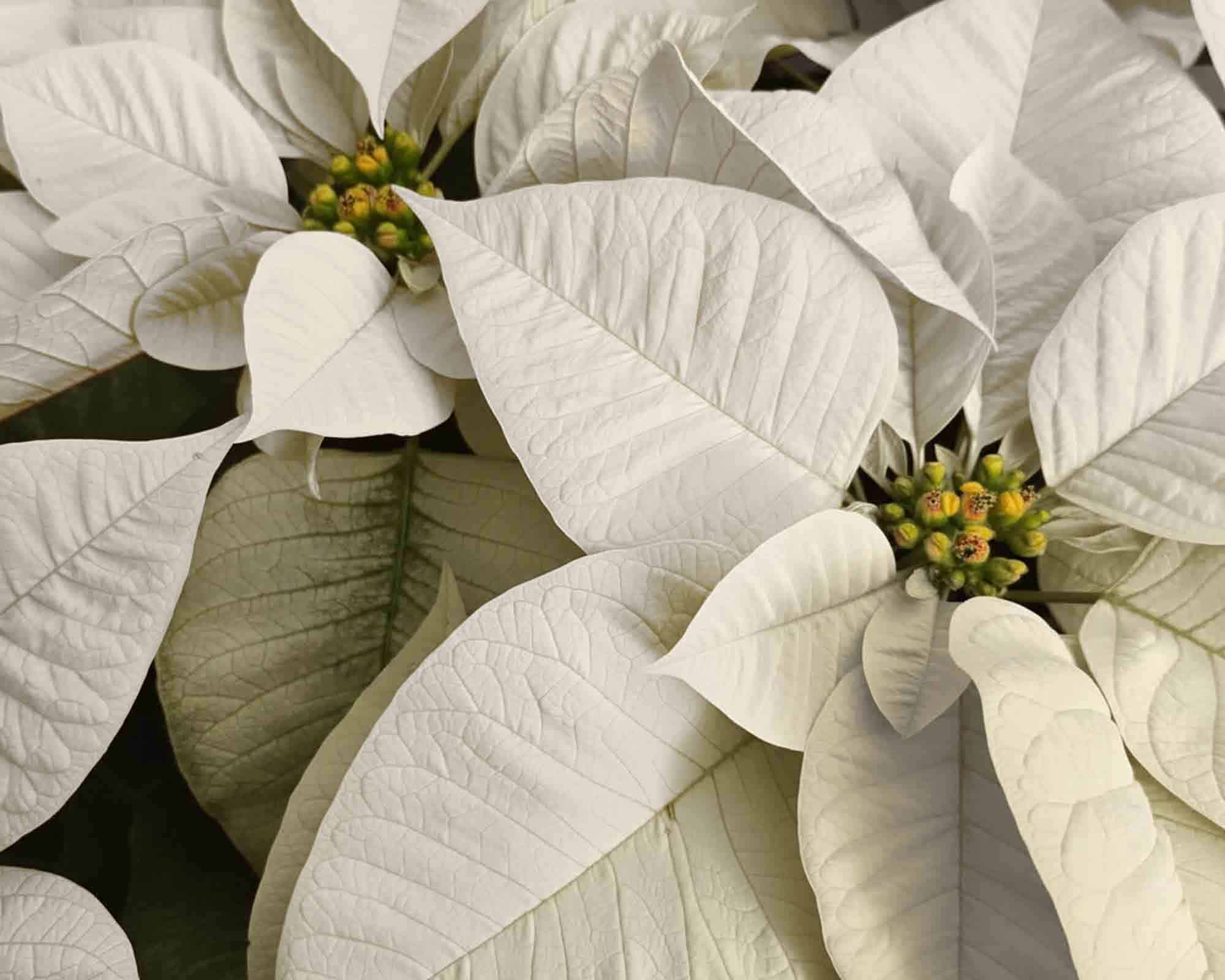 Poinsettia Stella di Natale Pulcherrima V19 - immagine 2