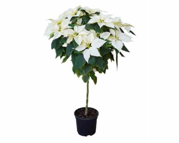 Poinsettia Stella di Natale Pulcherrima V19