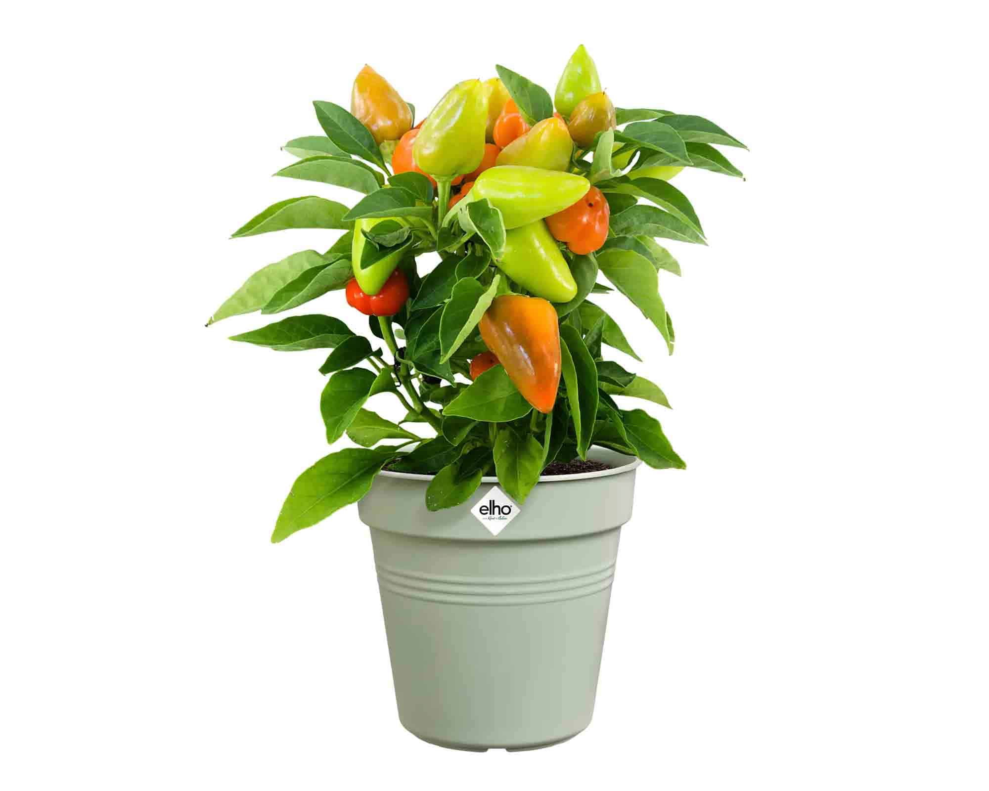 Vaso Green Basics Verde Pietra D19x17cm in Plastica Riciclata - Elho - immagine 3