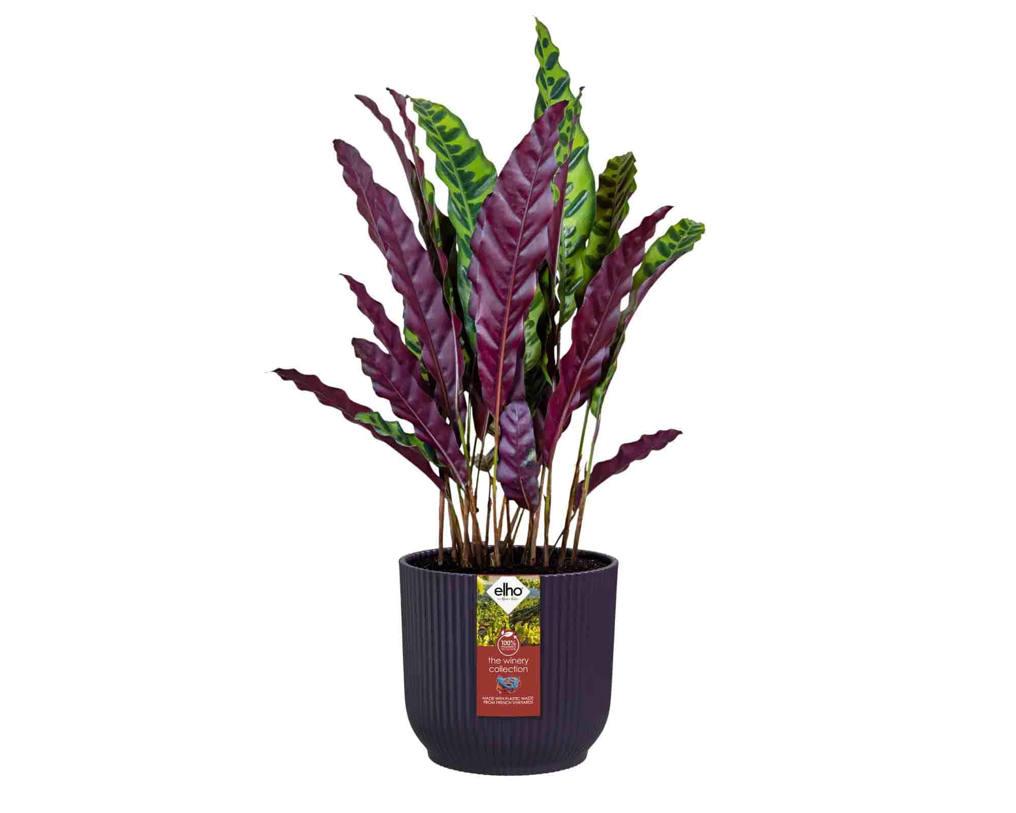 Cachepot Tondo Winery Porpora Scuro D16x15cm in Plastica Riciclato - Elho - immagine 3