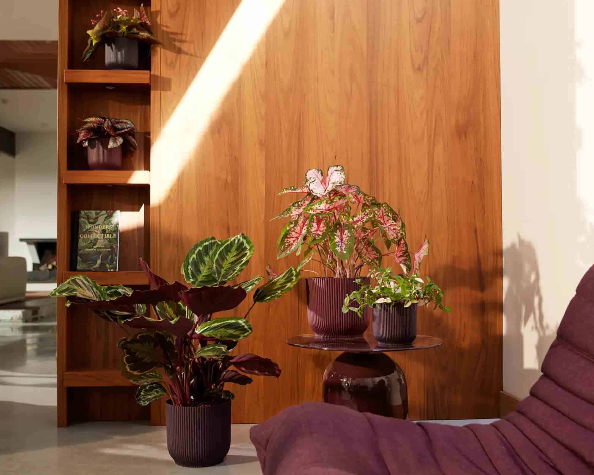 Cachepot Tondo Winery Porpora Scuro D16x15cm in Plastica Riciclato - Elho - immagine 7