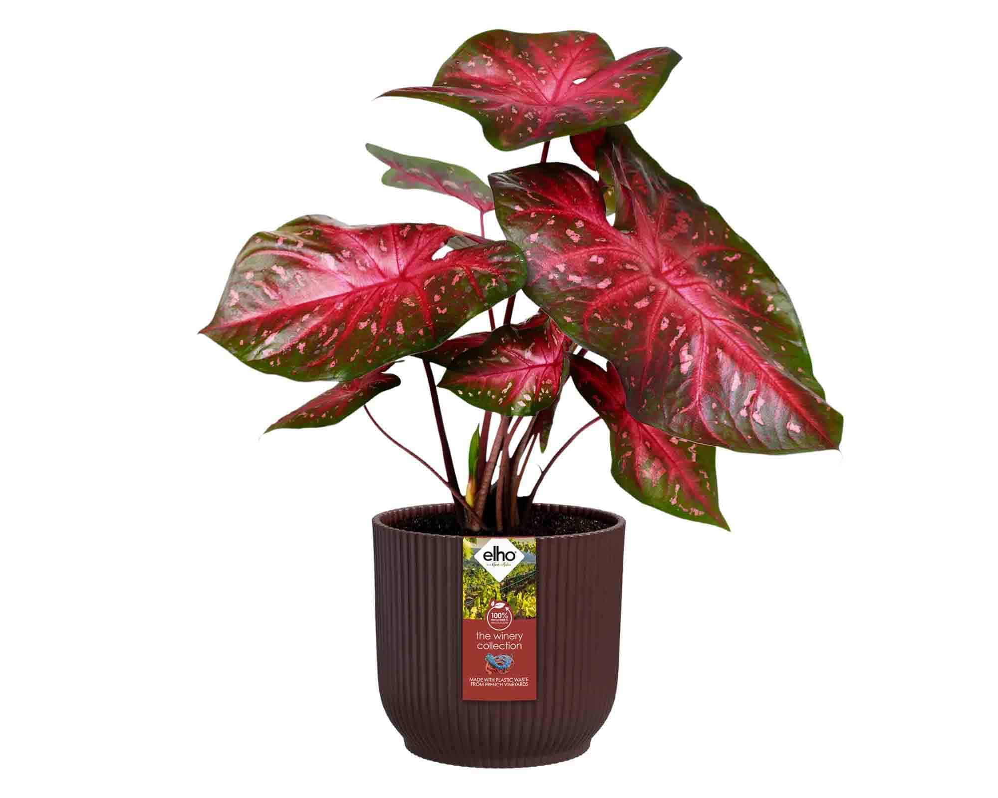 Cachepot Tondo Winery Rosso Bordeaux D16x15cm in Plastica Riciclato - Elho - immagine 3