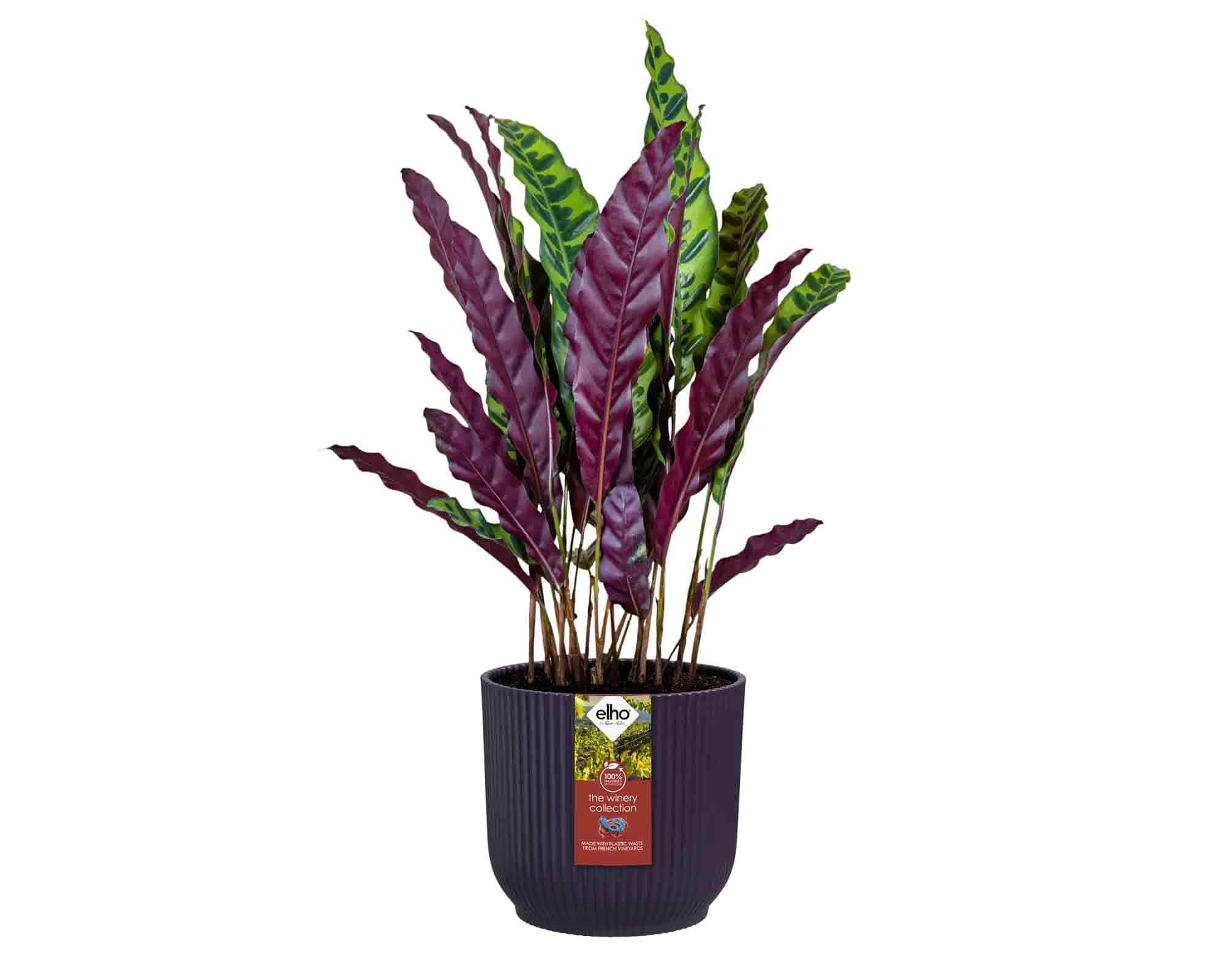 Cachepot Tondo Winery Porpora Scuro D18x17cm in Plastica Riciclato - Elho - immagine 4