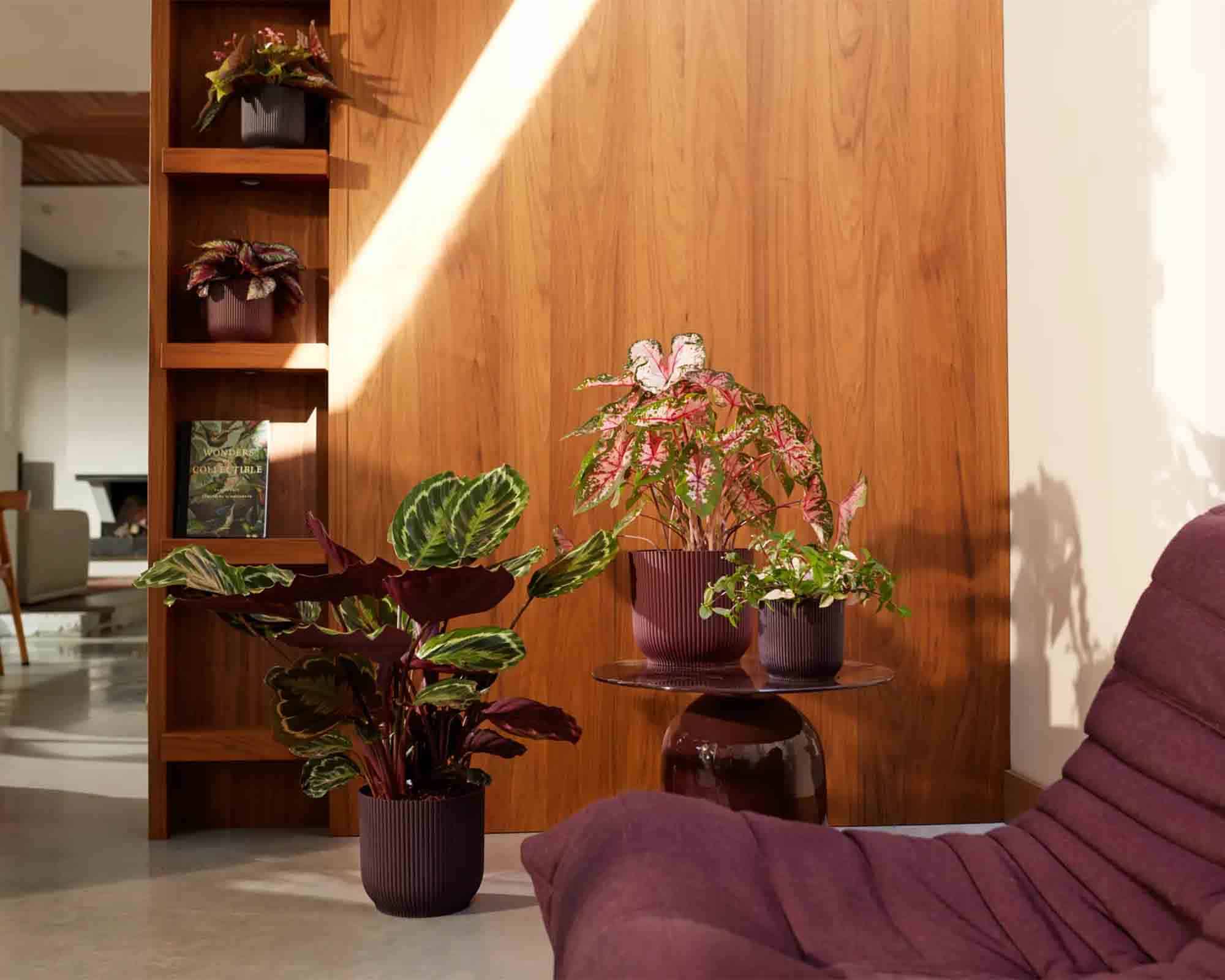 Cachepot Tondo Winery Porpora Scuro D18x17cm in Plastica Riciclato - Elho - immagine 7