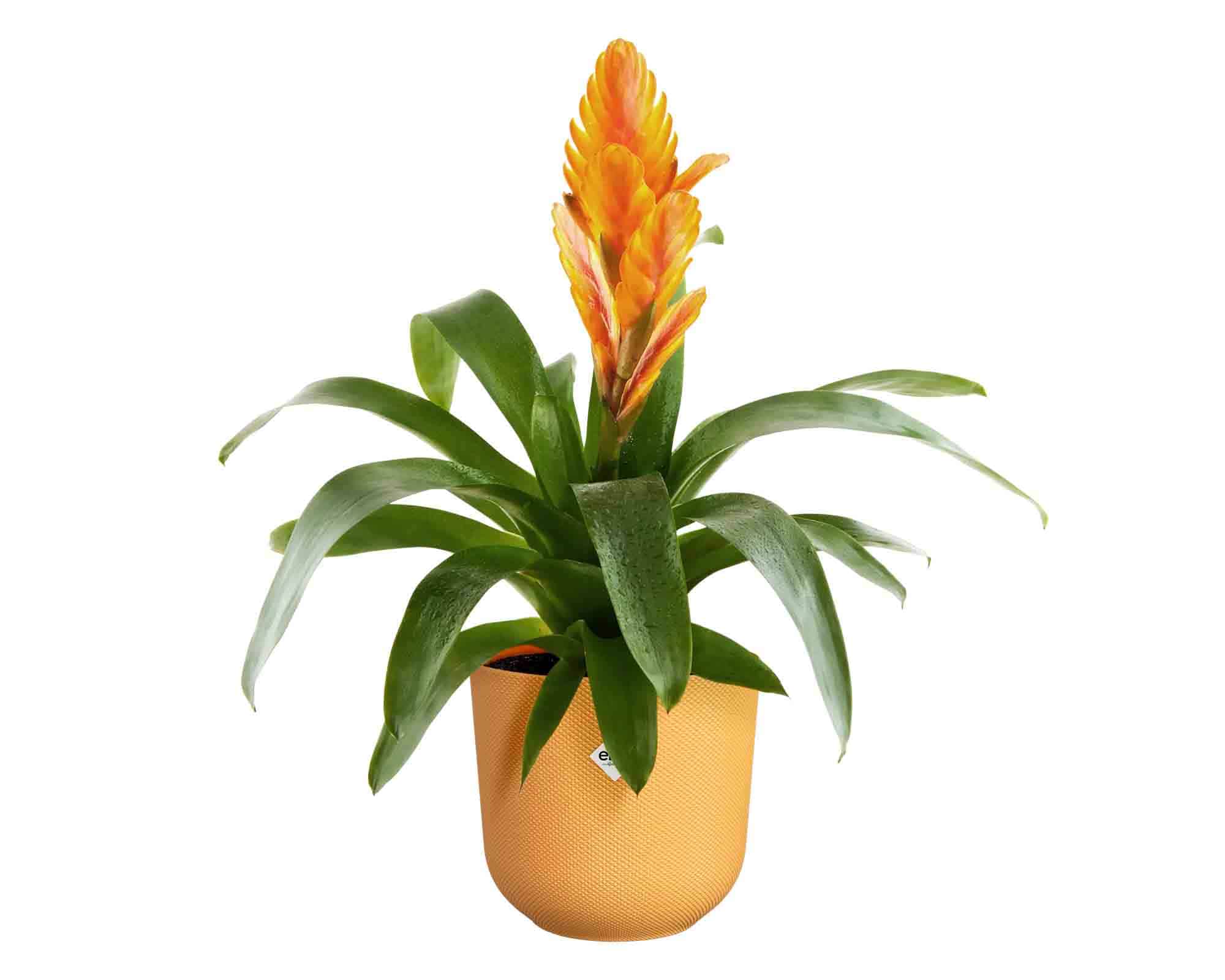 Cachepot Tondo Jazz Giallo Ambra D19x18cm in Plastica Riciclato - Elho - immagine 3