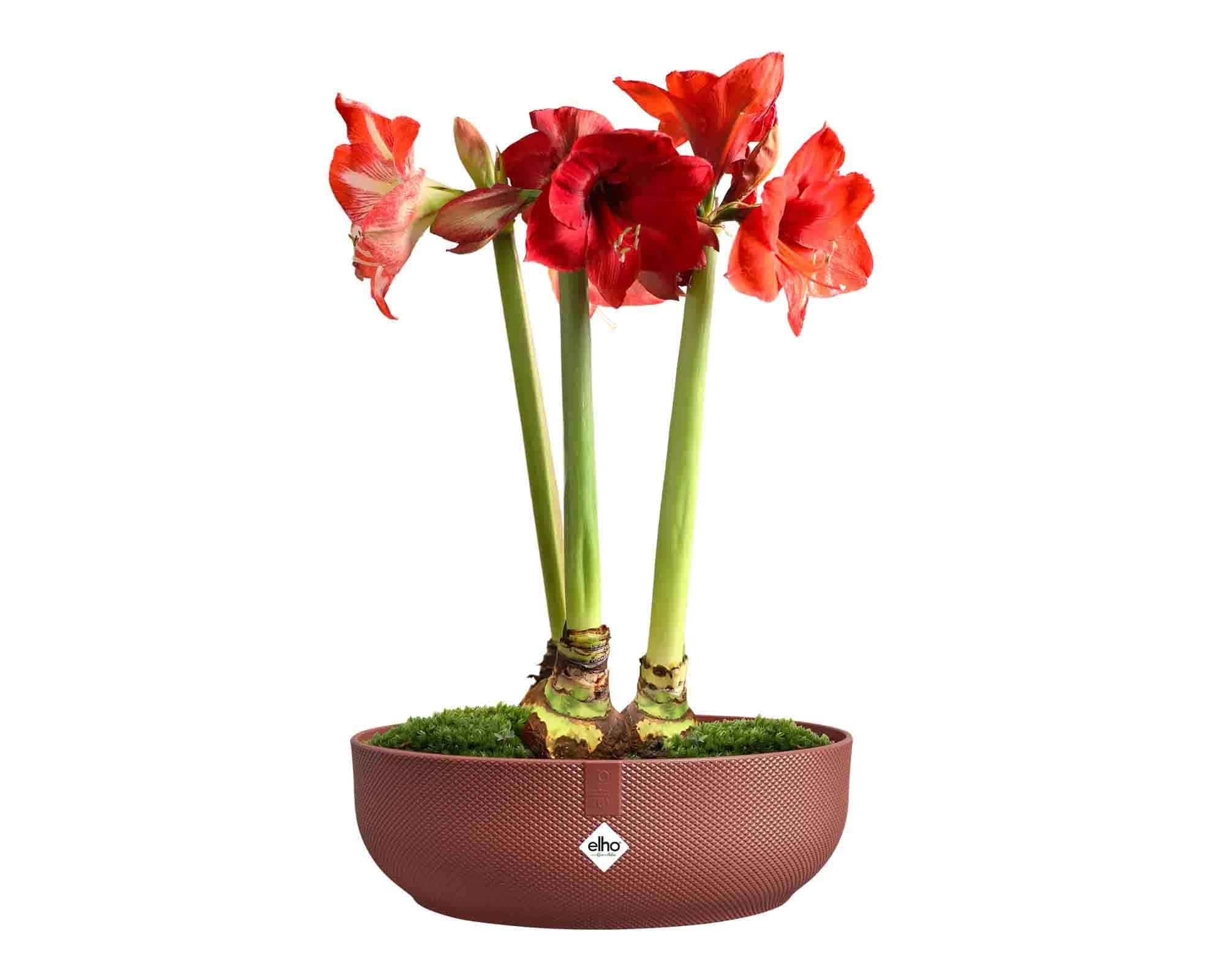 Cachepot Ciotola Jazz Rosso Bordeaux D28x9cm in Plastica Riciclato - Elho - immagine 5