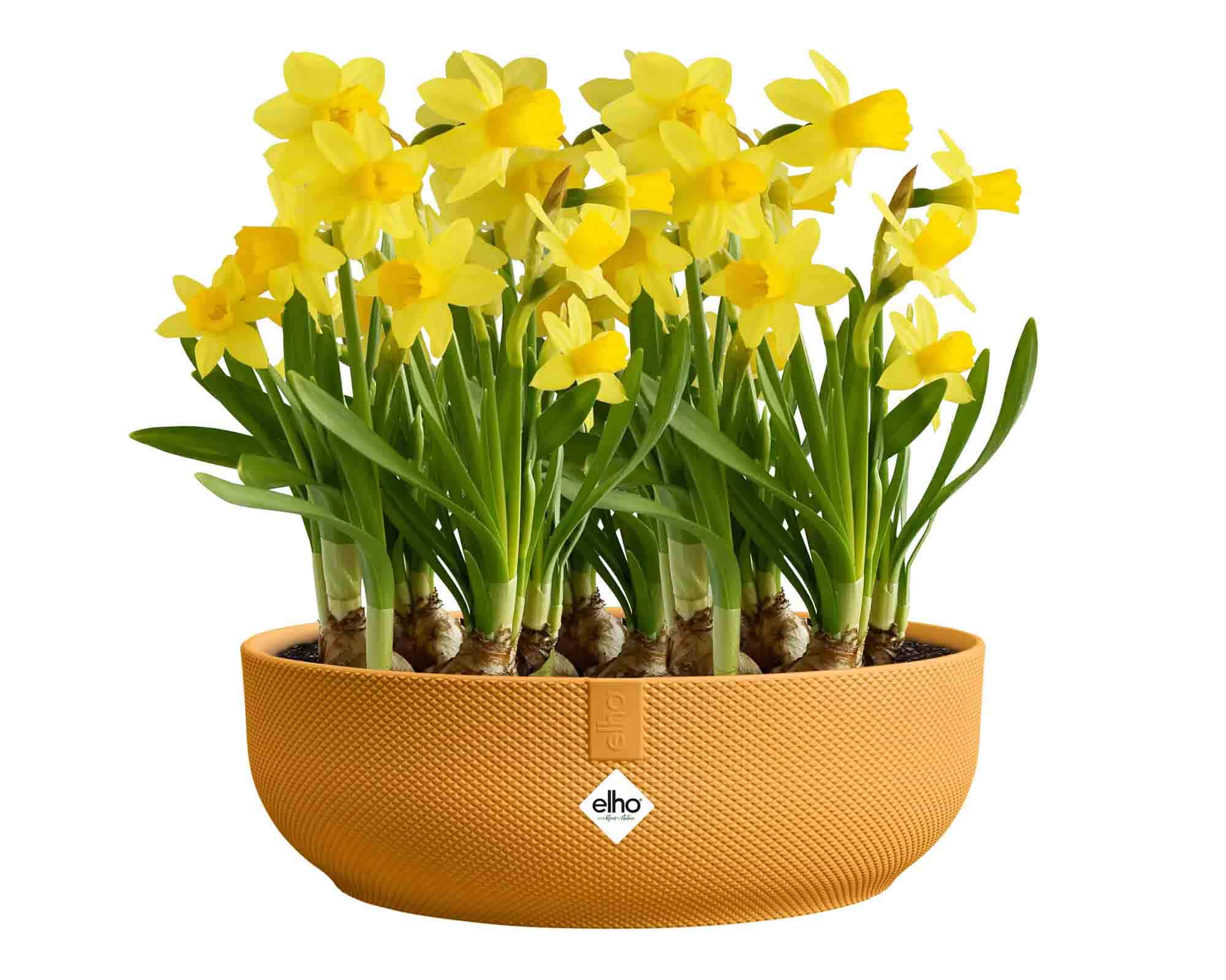 Cachepot Ciotola Jazz Mini Giallo Ambra D28x10cm in Plastica Riciclato - Elho - immagine 4