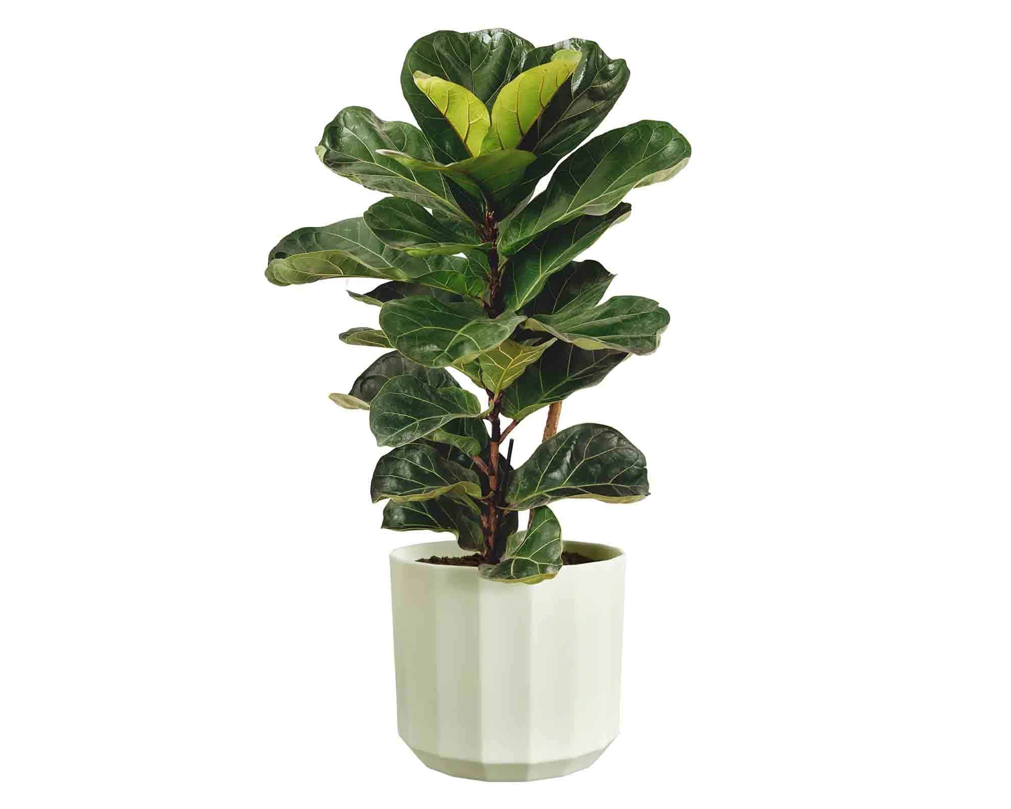 Cachepot Rotondo Facet Té Verde D19x17cm in Plastica Riciclato - Elho - immagine 5