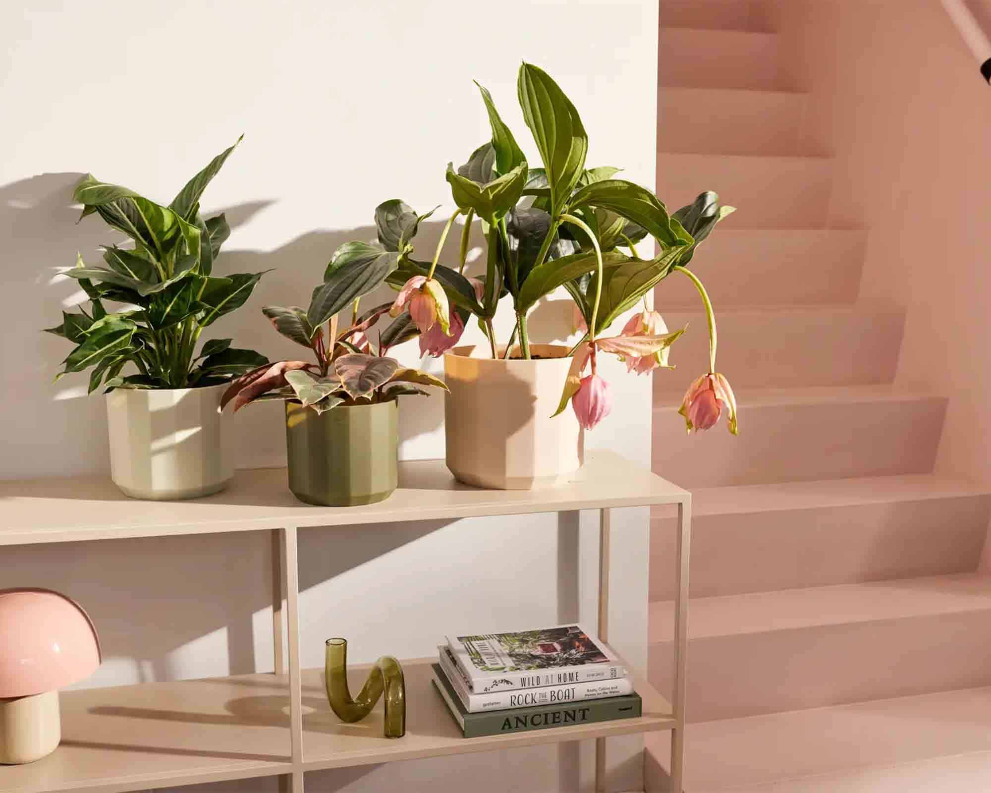 Cachepot Rotondo Facet Té Verde D19x17cm in Plastica Riciclato - Elho - immagine 7