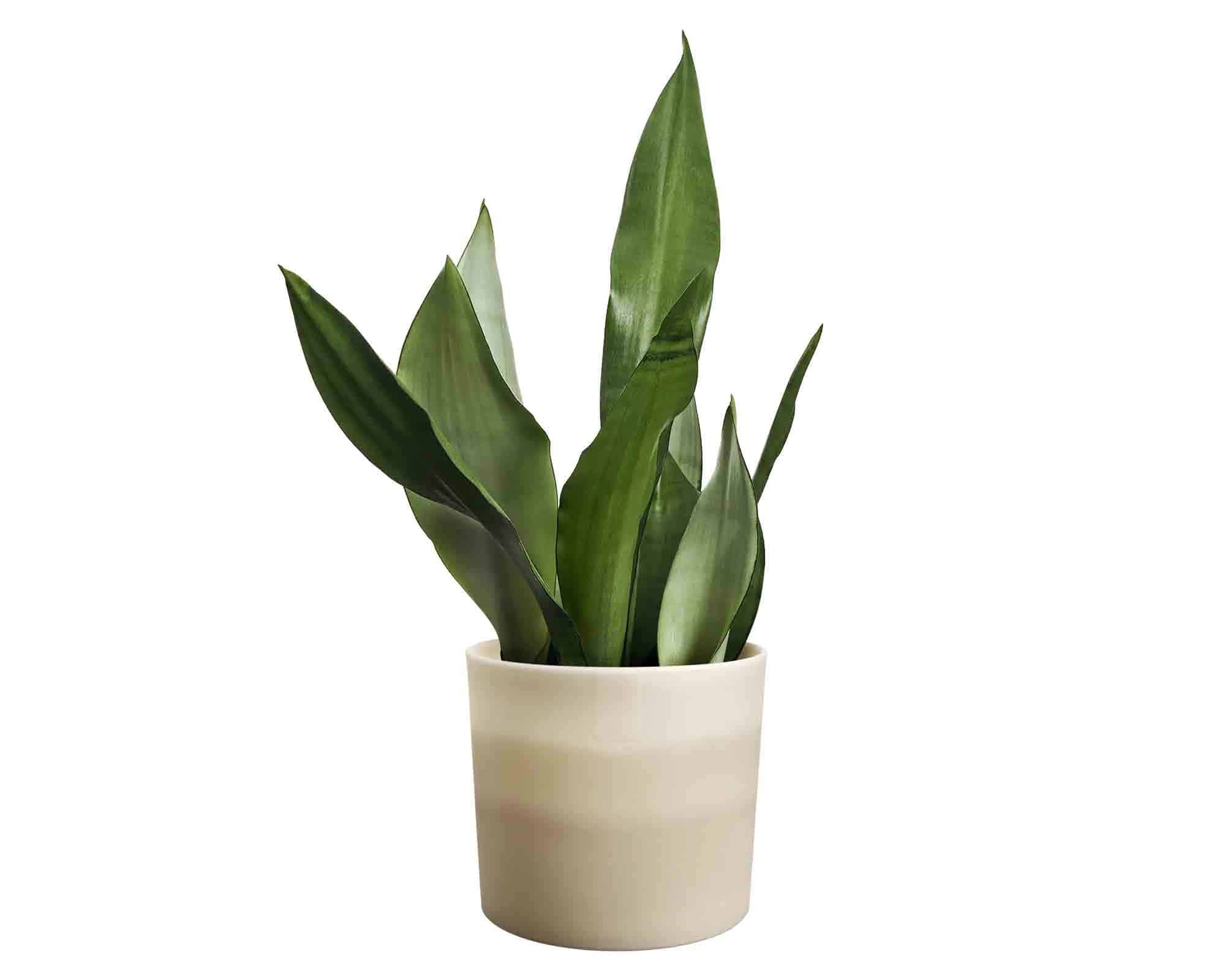 Cachepot Colour Gradient Beige D14x12cm in Plastica Riciclato - Elho - immagine 5