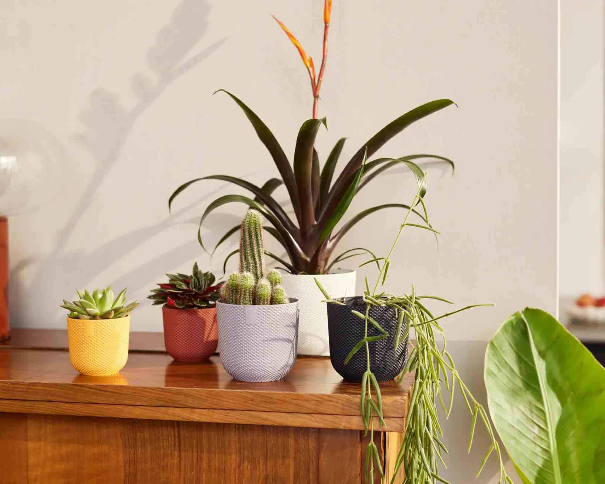 Cachepot Tondo Jazz Mini Giallo Ambra D11x10cm in Plastica Riciclato - Elho - immagine 7