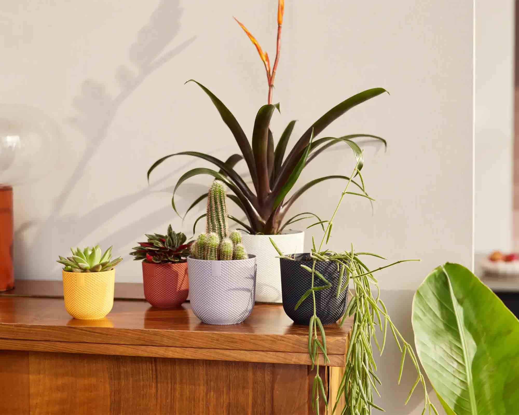 Cachepot Tondo Jazz Mini Bianco D11x10cm in Plastica Riciclato - Elho - immagine 7