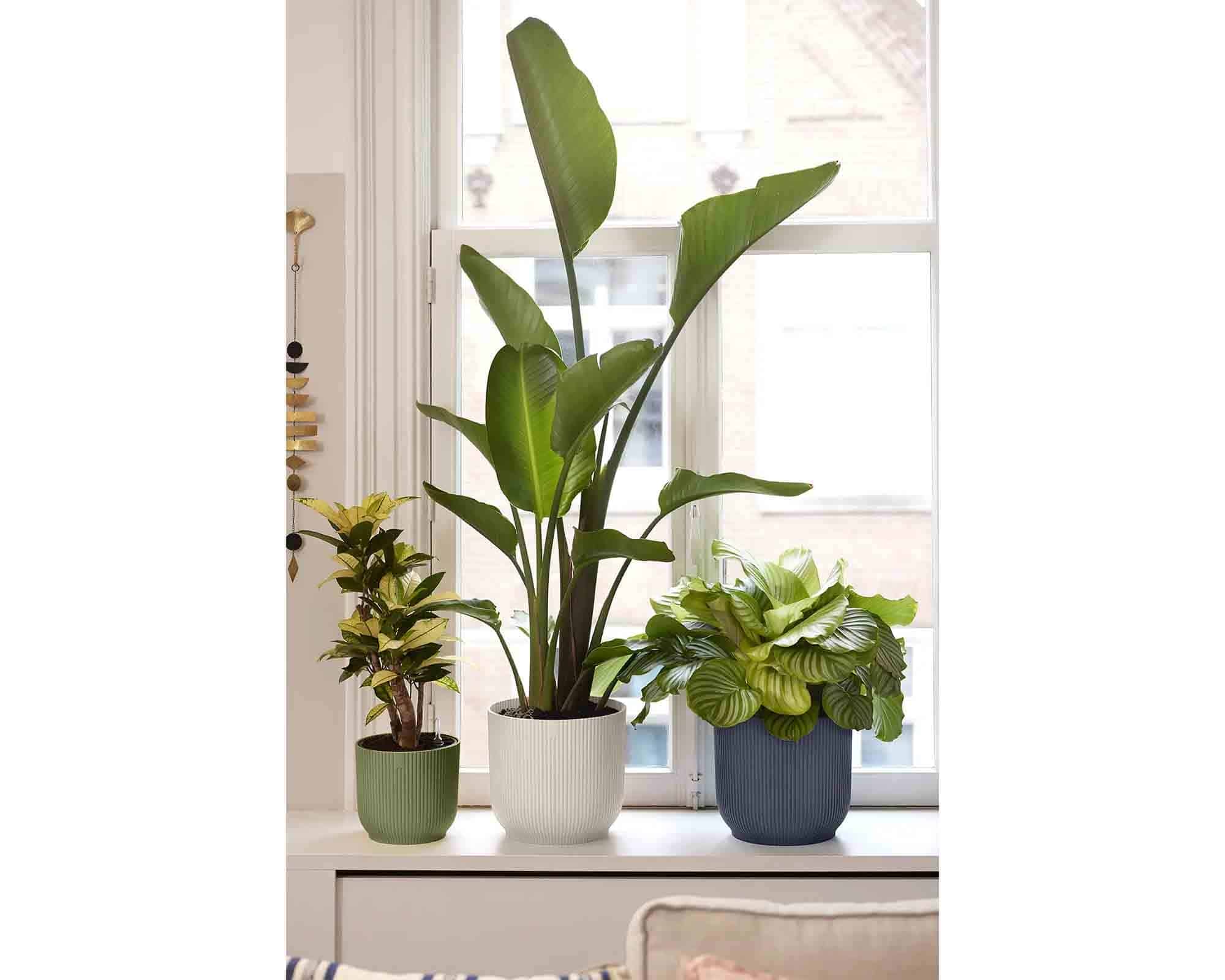 Cachepot Tondo Vibes Fold Verde Felce D22x20cm in Plastica Riciclato - Elho - immagine 7