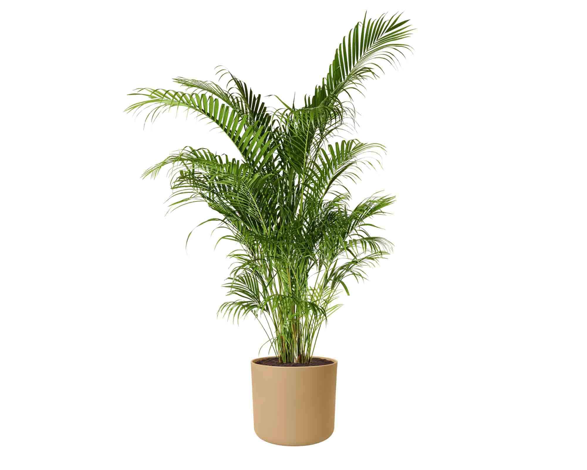 Cachepot B For Soft Sabbia Dorata D14x13cm in Plastica Riciclato - Elho - immagine 4