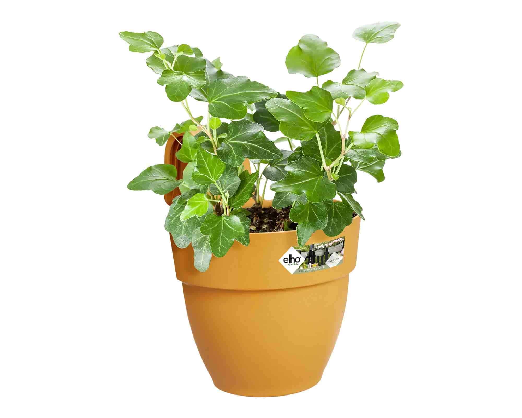 Balconetta Campana Easy Hanger Miele S D24x27m in Plastica Riciclato - Elho - immagine 6