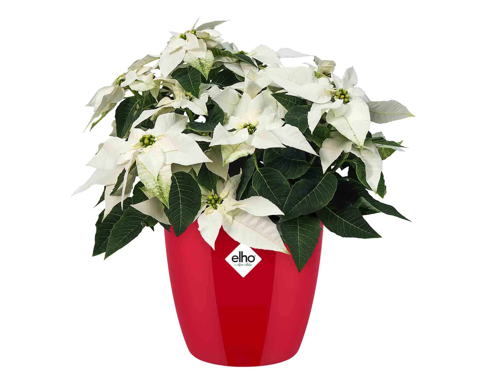 Cachepot Rotondo Brussels Diamond Rosso D22x20cm in Plastica Riciclato - Elho - immagine 3