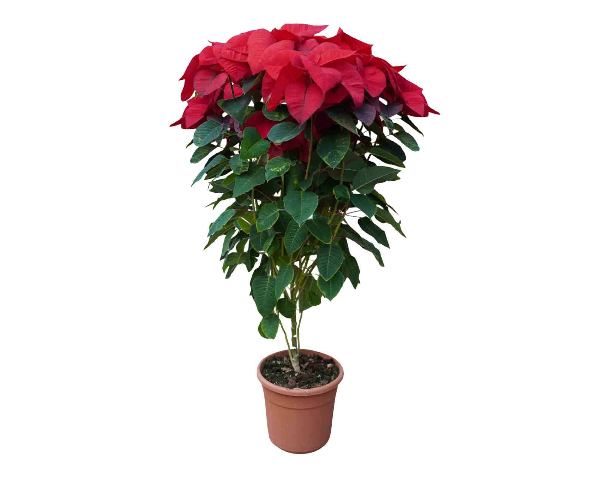 Poinsettia Stella di Natale Pulcherrima a Cespuglio V24