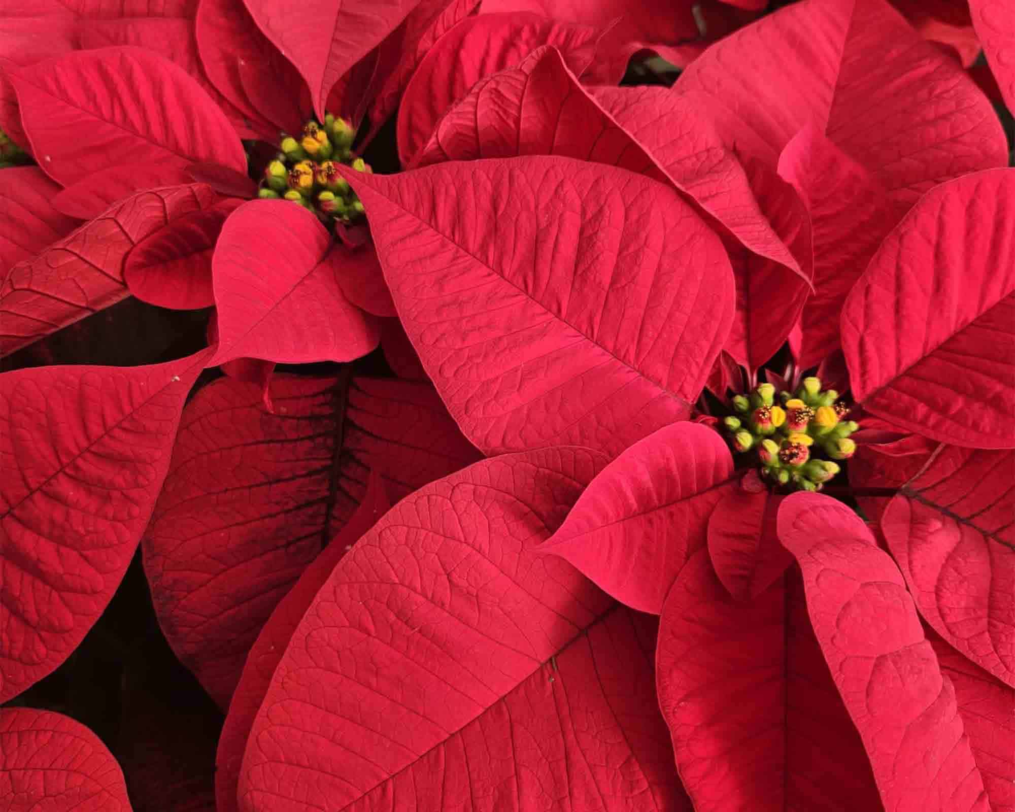 Poinsettia Stella di Natale Pulcherrima a Cespuglio V24 - immagine 2