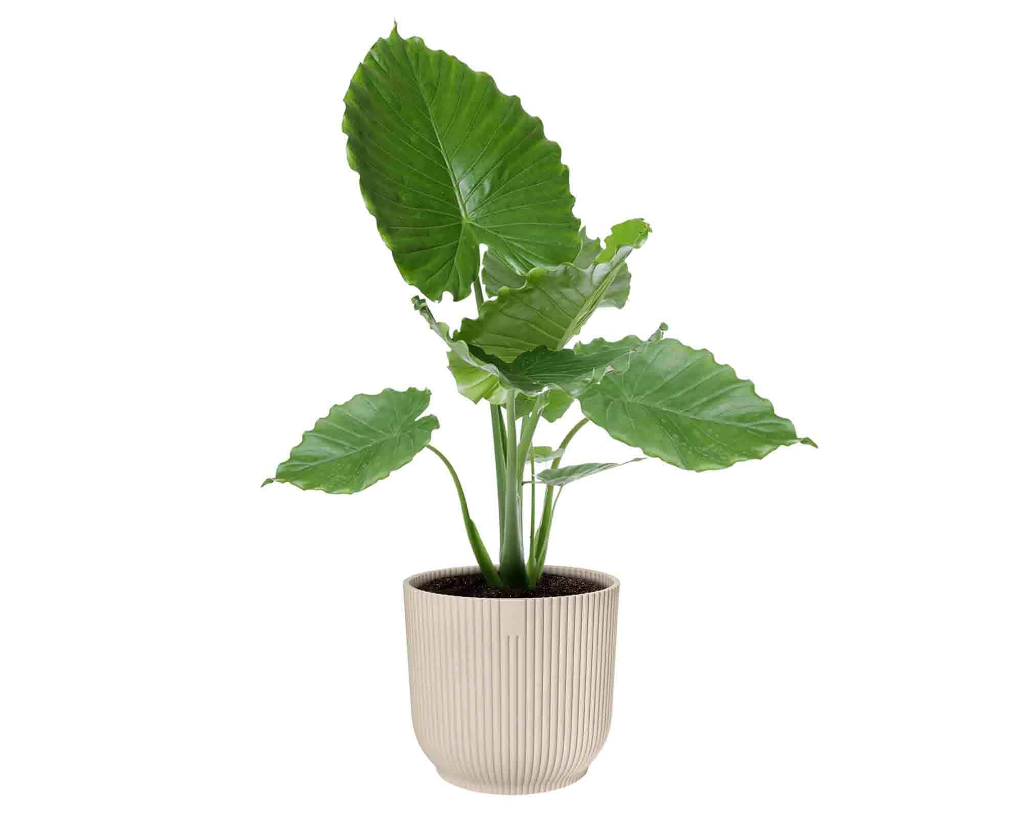 Cachepot Tondo Vibes Bianco Lino D18x17cm in Plastica Riciclato - Elho - immagine 5