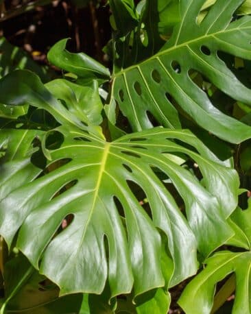 Monstera: la regina della giungla indoor 🌿