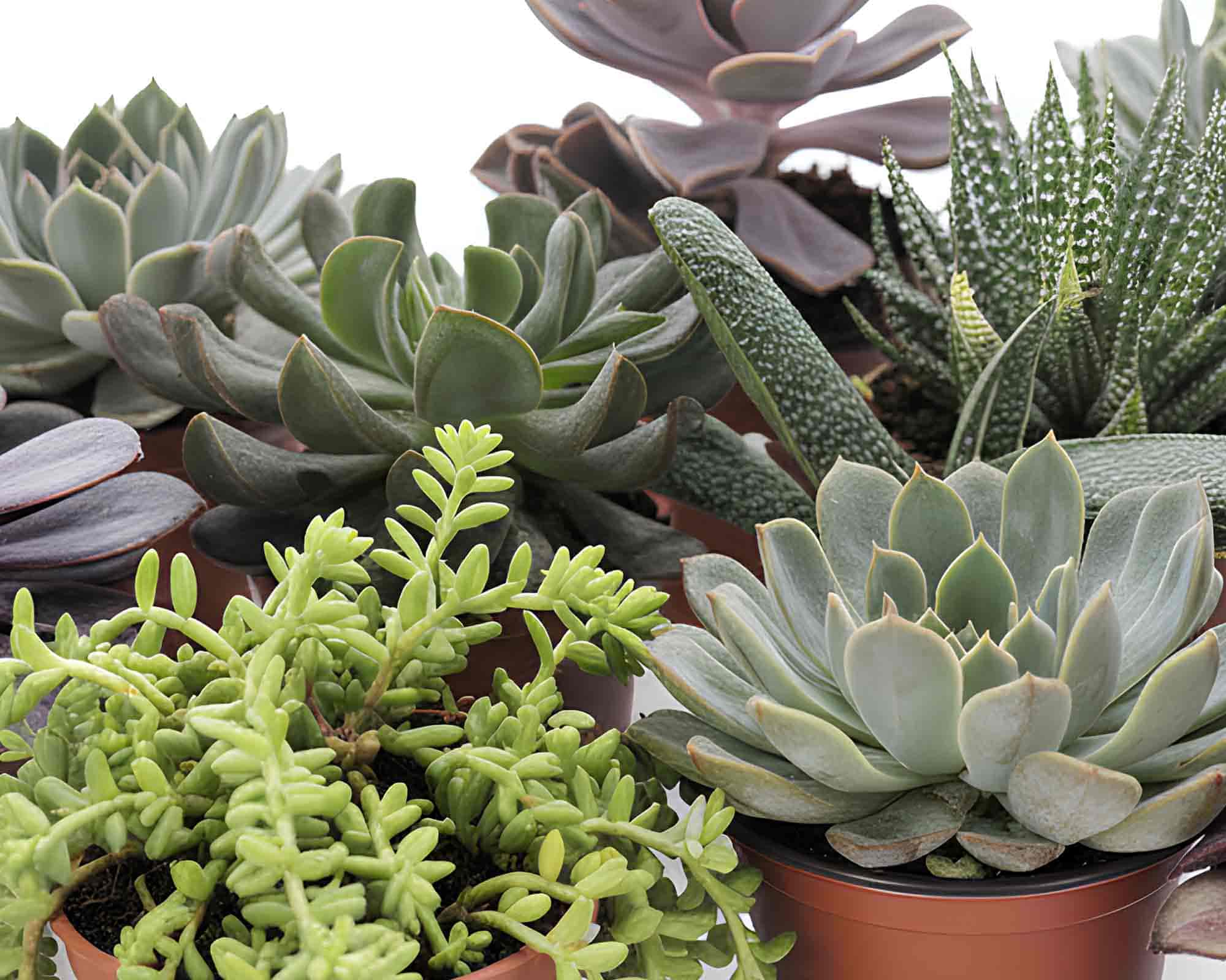 Pianta Grassa Mix V10 - immagine 2