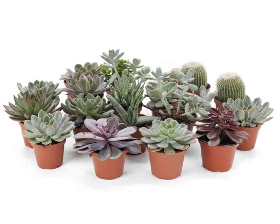 Pianta Grassa Mix V10