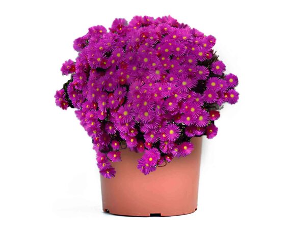 Barba di Giove V14/15