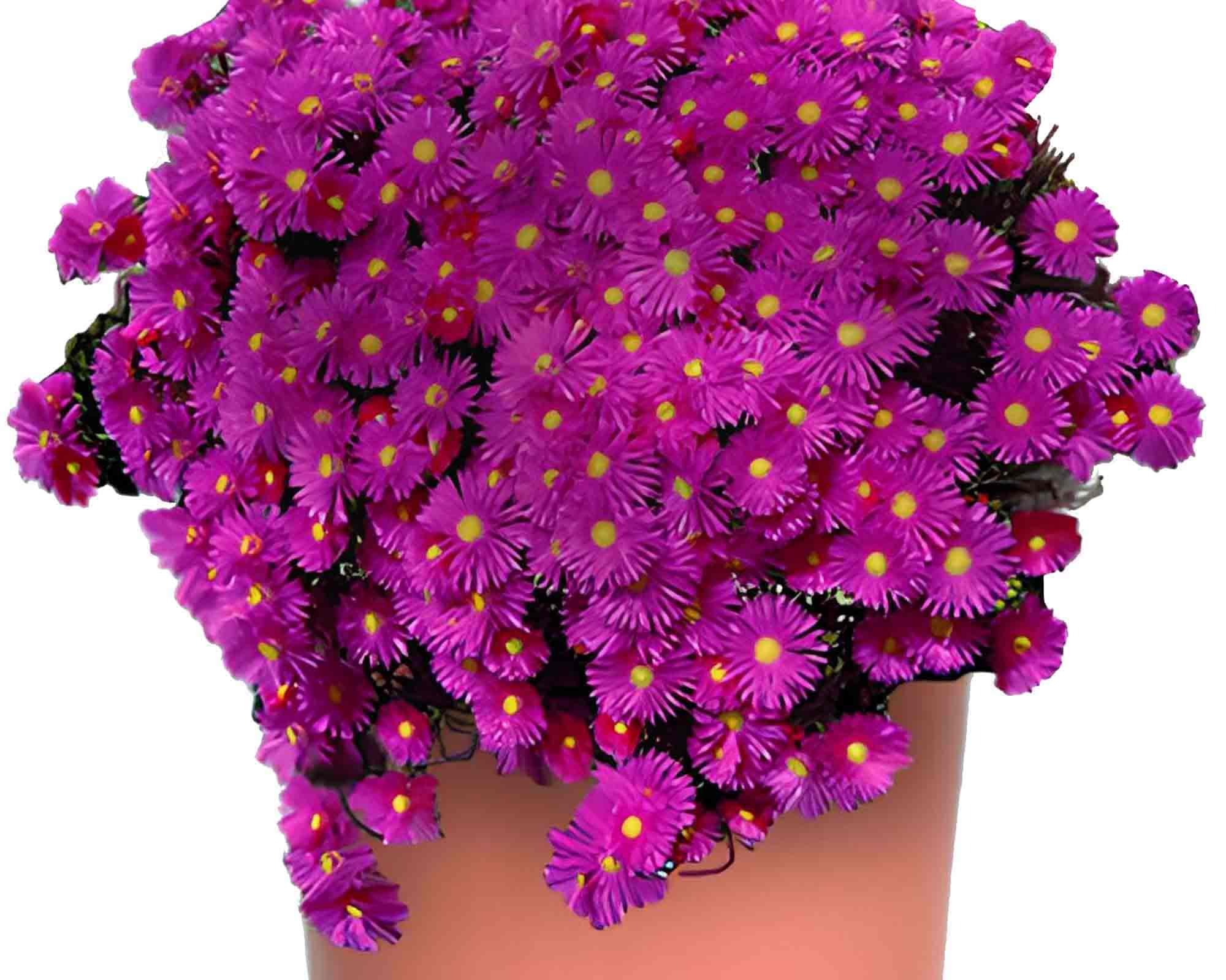 Barba di Giove V14/15 - immagine 2