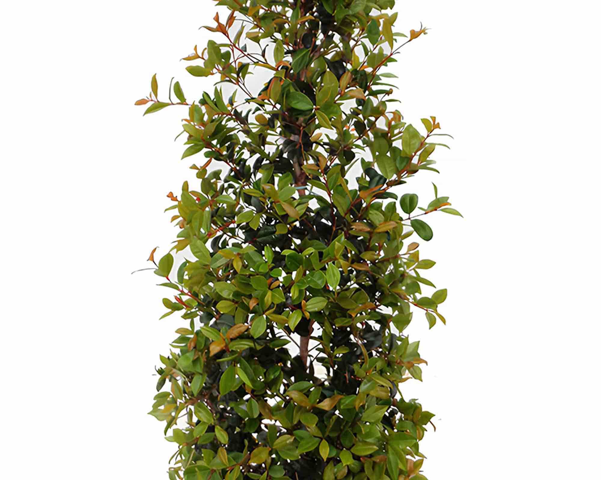 Eugenia Myrtifolia Newport h80 V19 - immagine 2