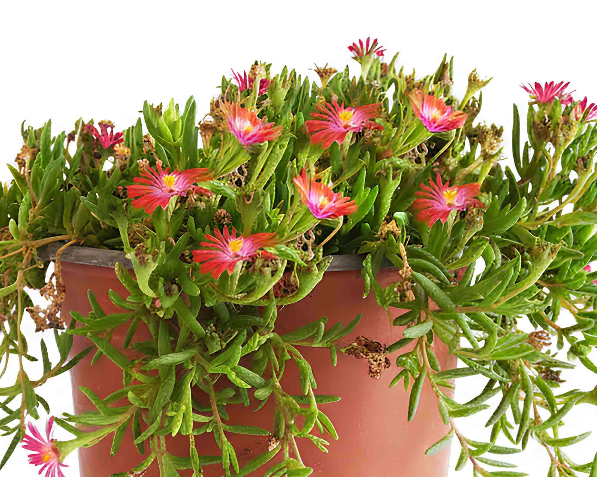 Mesembriantemum V14 - immagine 2