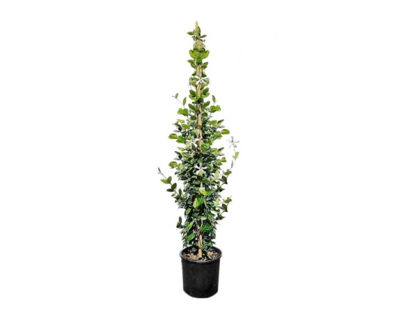 Falso Gelsomino Rhyncospermum Jasminoides con Canna h150 V18
