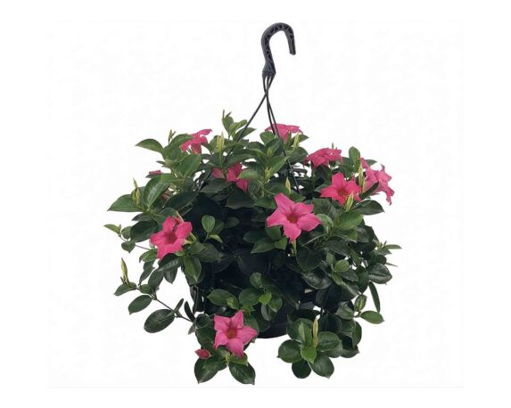 Dipladenia Sundavillea Basket V20