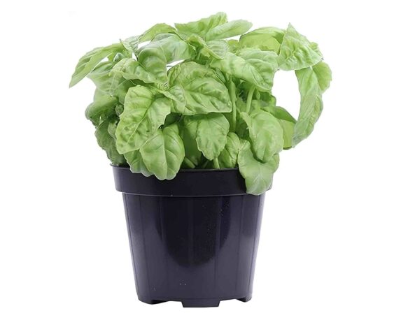 Basilico Foglia di Lattuga