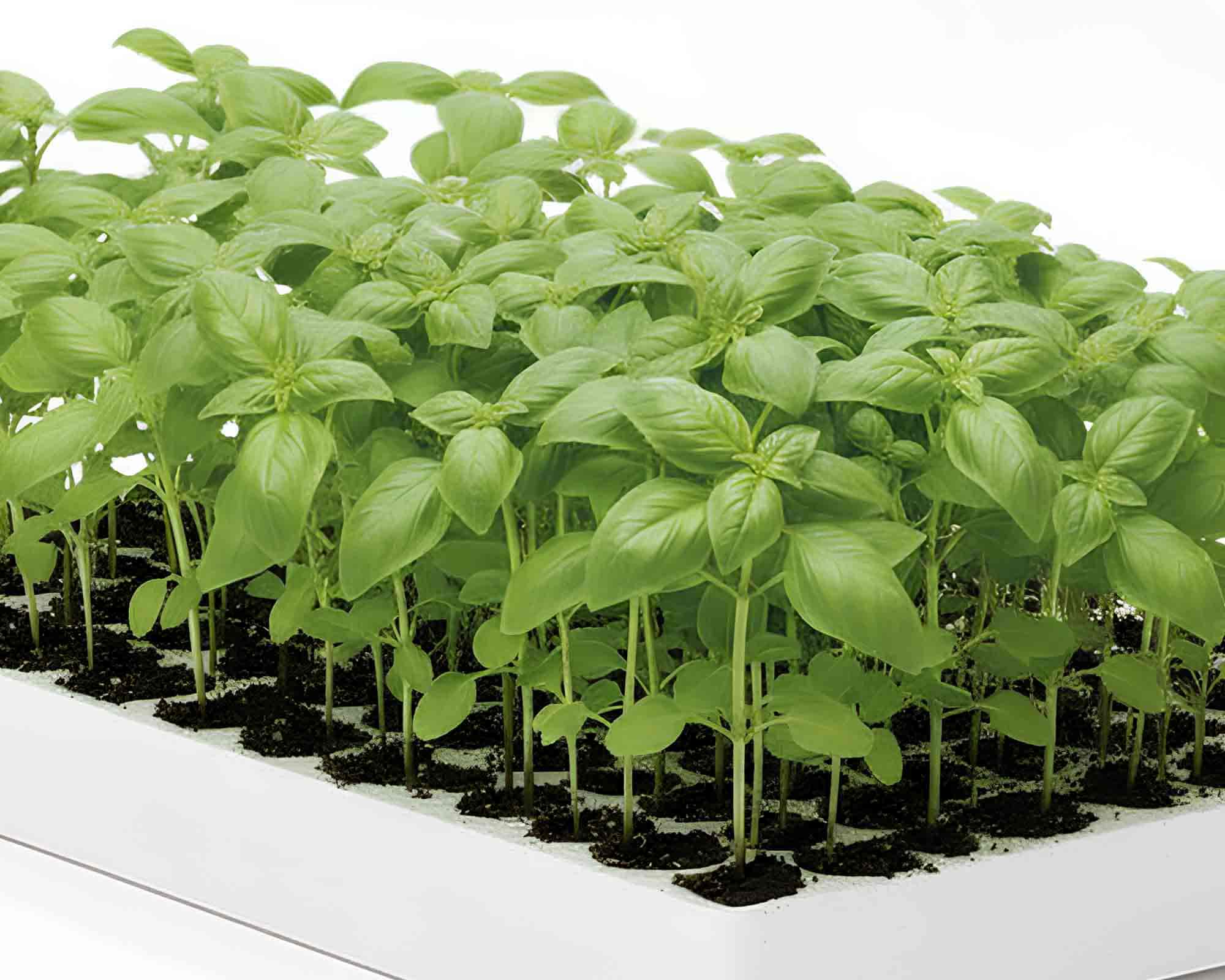 Set 10 Pz Fila di Basilico genovese - immagine 2