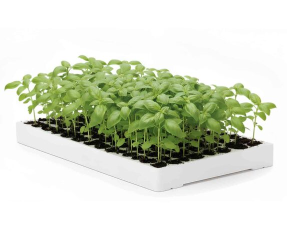 Set 10 Pz Fila di Basilico genovese