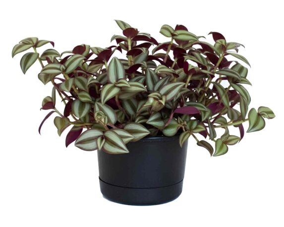 Tradescantia V14
