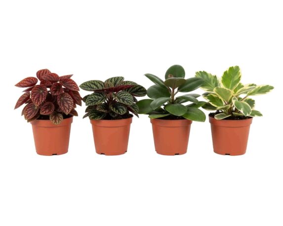 Peperomia Mix h10 V6