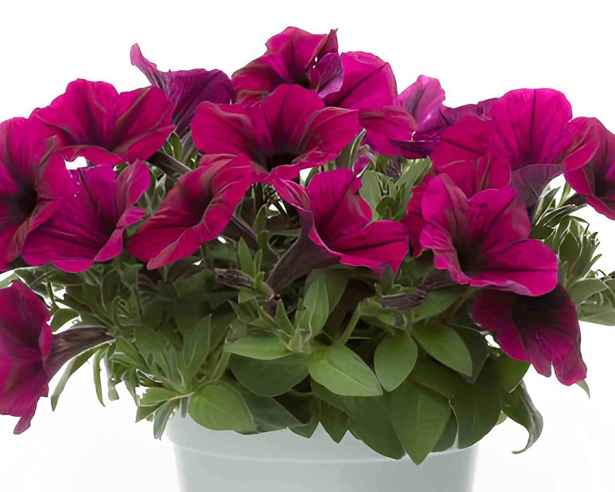 Surfinia V14 - immagine 2