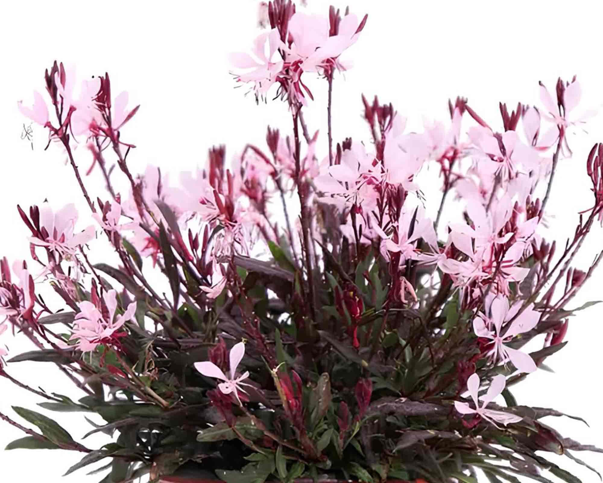 Gaura lindheimeri V14 - immagine 2