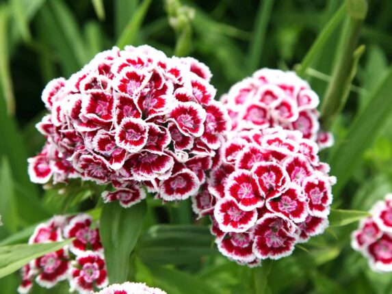 Pianta del mese di gennaio: Garofanini 🌸