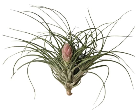 Tillandsia Stricta
