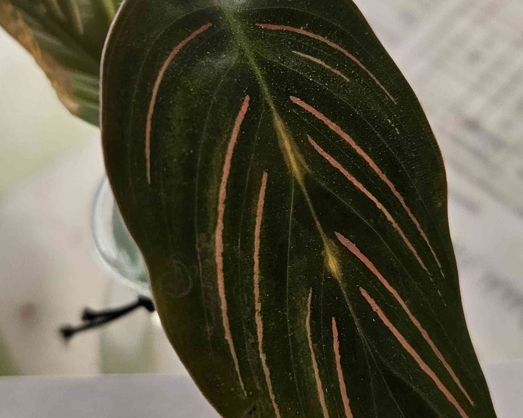 Pianta Verde Idroponica Mix con Supporto in Vetro - immagine 2