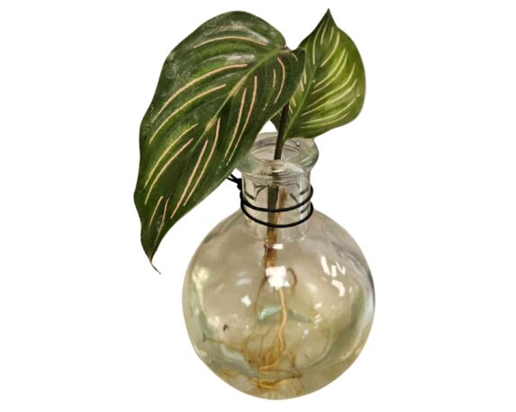 Pianta Verde Idroponica Mix con Supporto in Vetro