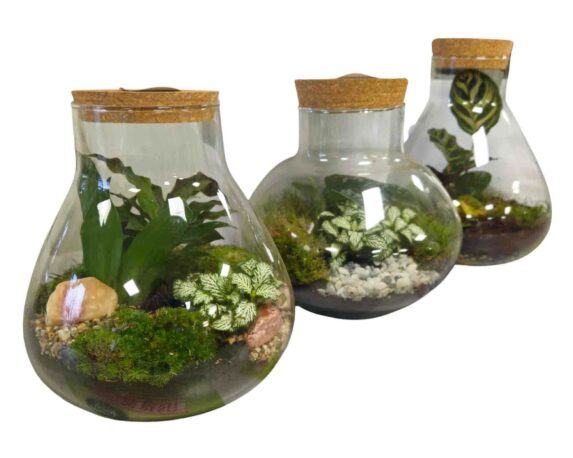 Terrario con Piante Mix